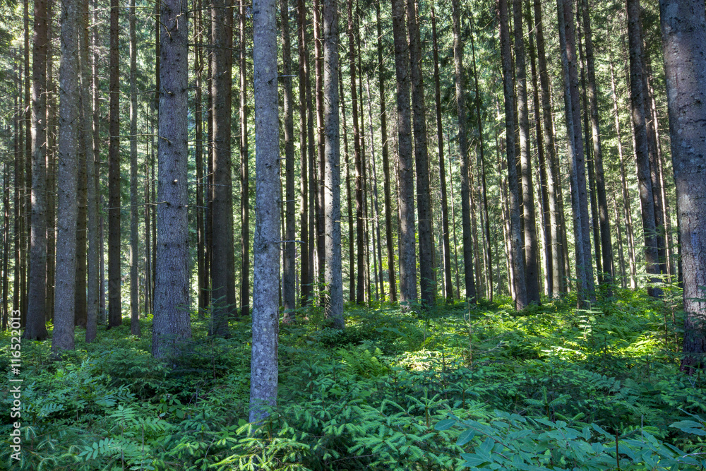Deep moss forest trees. Nature green wood sunlight backgrounds. Deep moss forest trees. Nature green wood sunlight backgrounds.