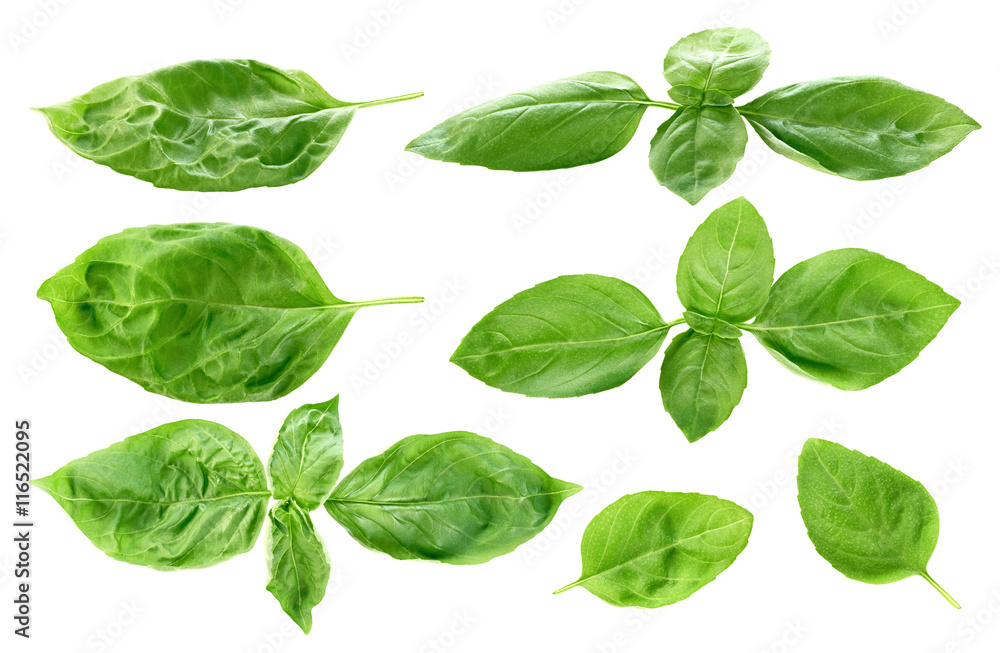 Fresh basil leaves isolated on white background Fresh basil leaves isolated on white background