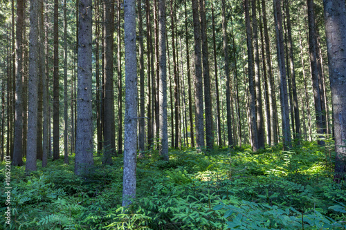 Fototapeta Naklejka Na Ścianę i Meble -  Deep moss forest trees. Nature green wood sunlight backgrounds.