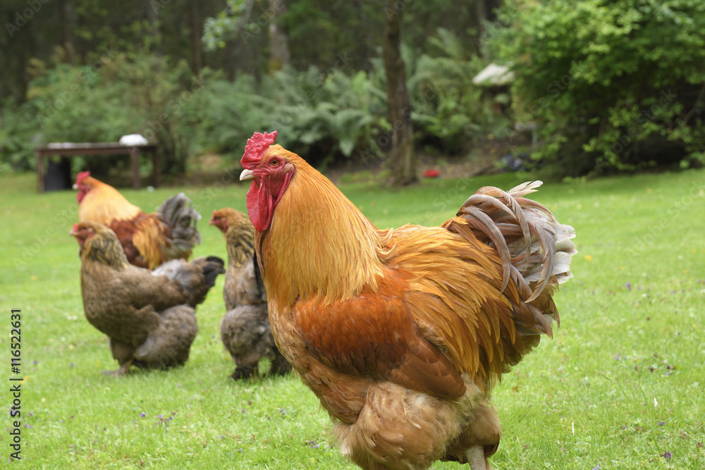 Fototapeta premium A rooster walking on green grass with chickens in background, picture from Sweden.