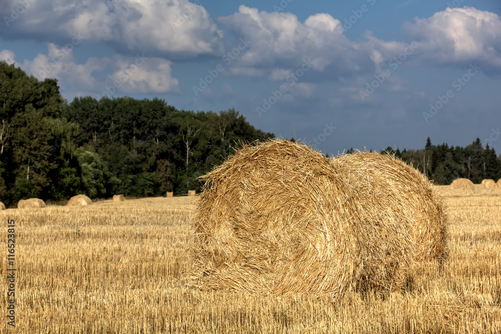 Fall. Slanted field. 