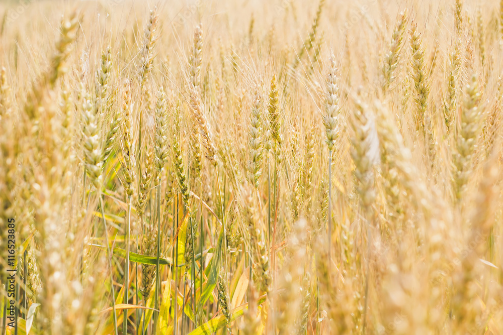 Fototapeta premium Sunny field of wheat