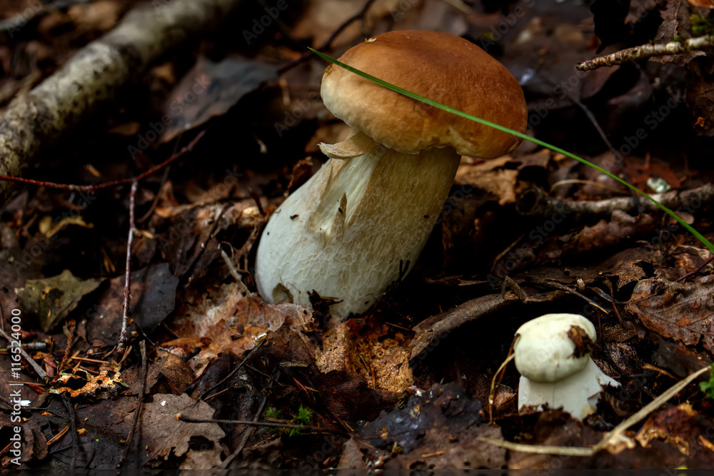 Cepe. Forest mushroom.