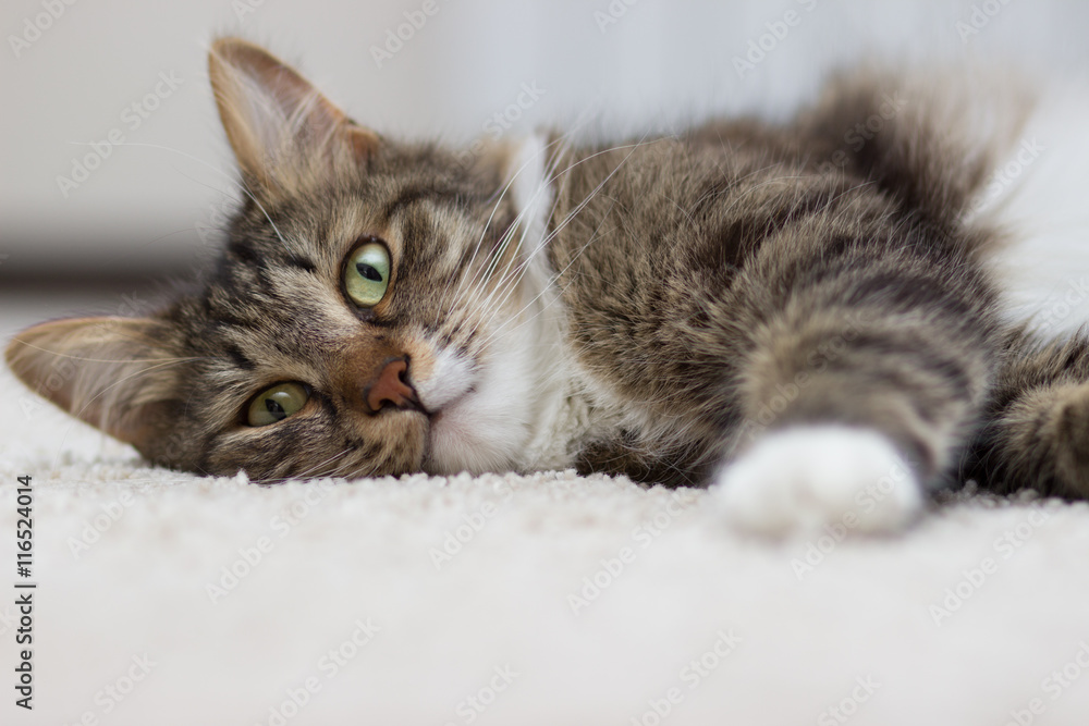 Fototapeta premium cat with green eyes lying on the carpet