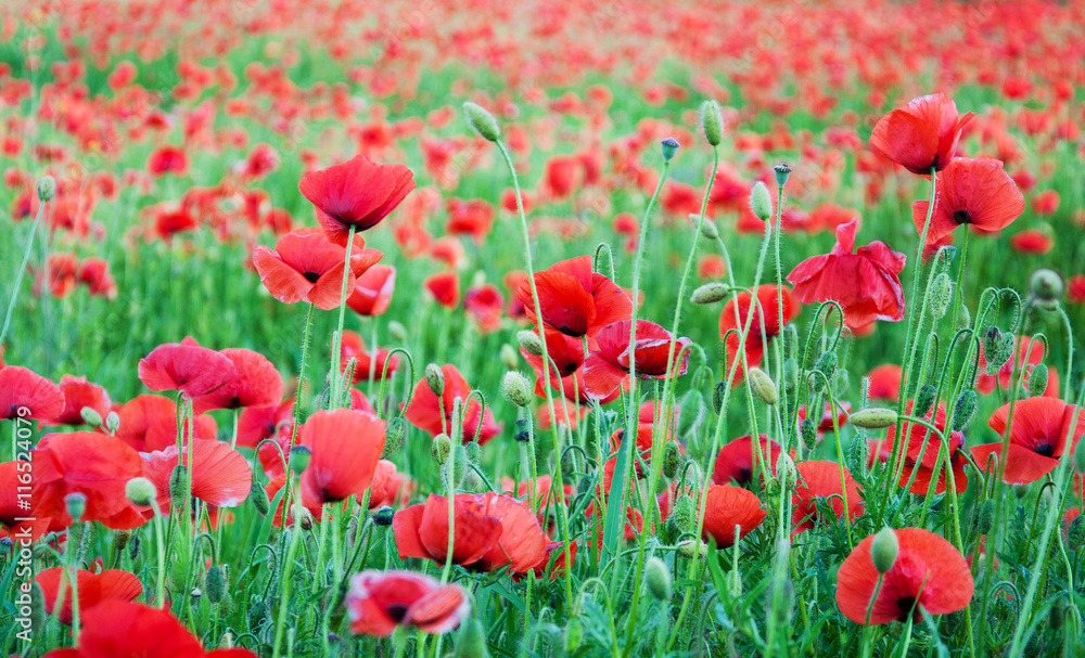 Fototapeta premium meadow with beautiful red poppy flowers