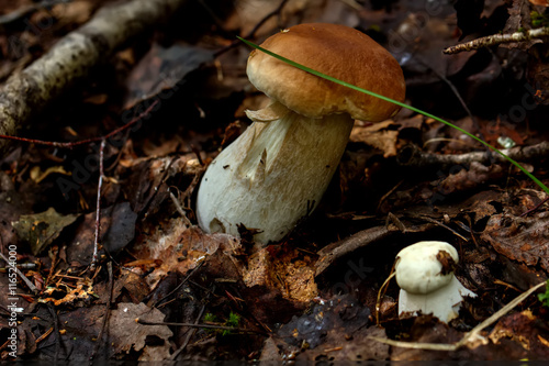 Obraz na płótnie Cepe. Forest mushroom. w salonie