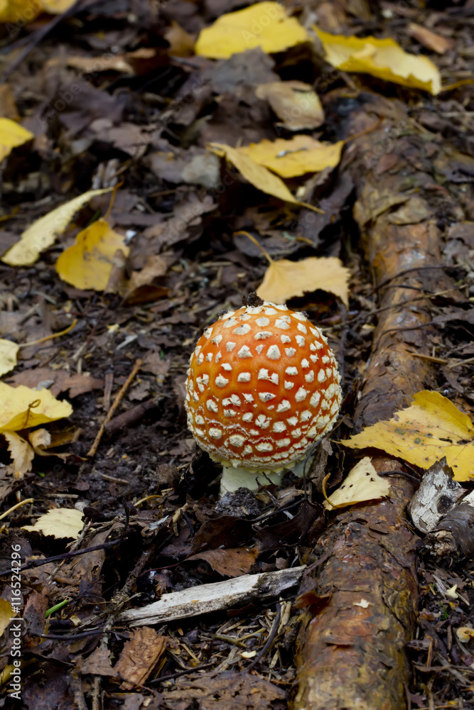 Fly agaric. Forest mushroom.