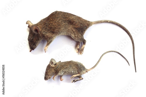 dead rat