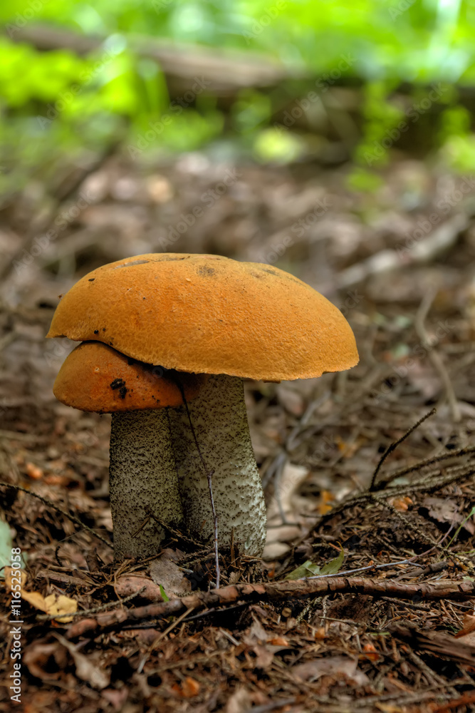 Aspen mushroom. Forest mushroom.