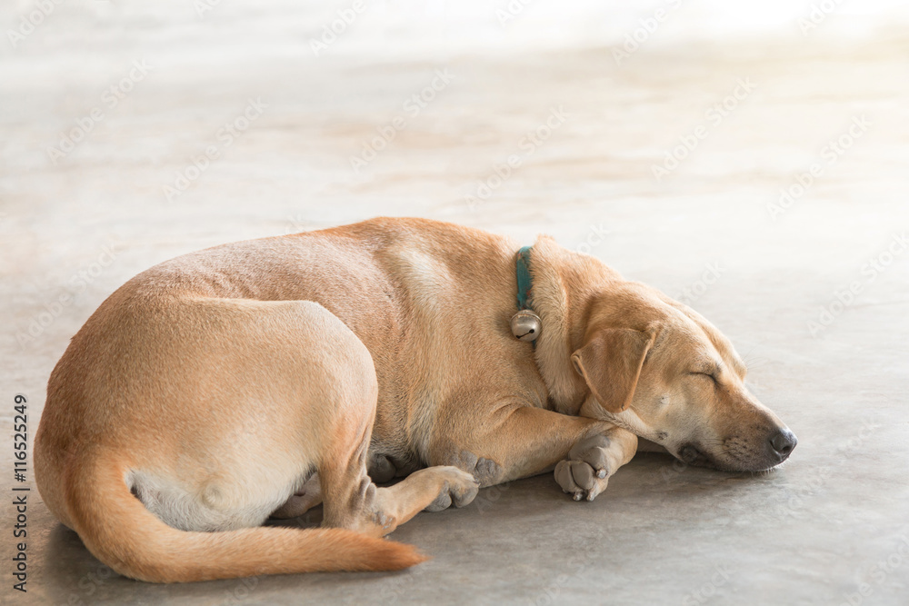 A brown stray dog is sleeping (Lying) on the warm cement floor. Homeless dog.