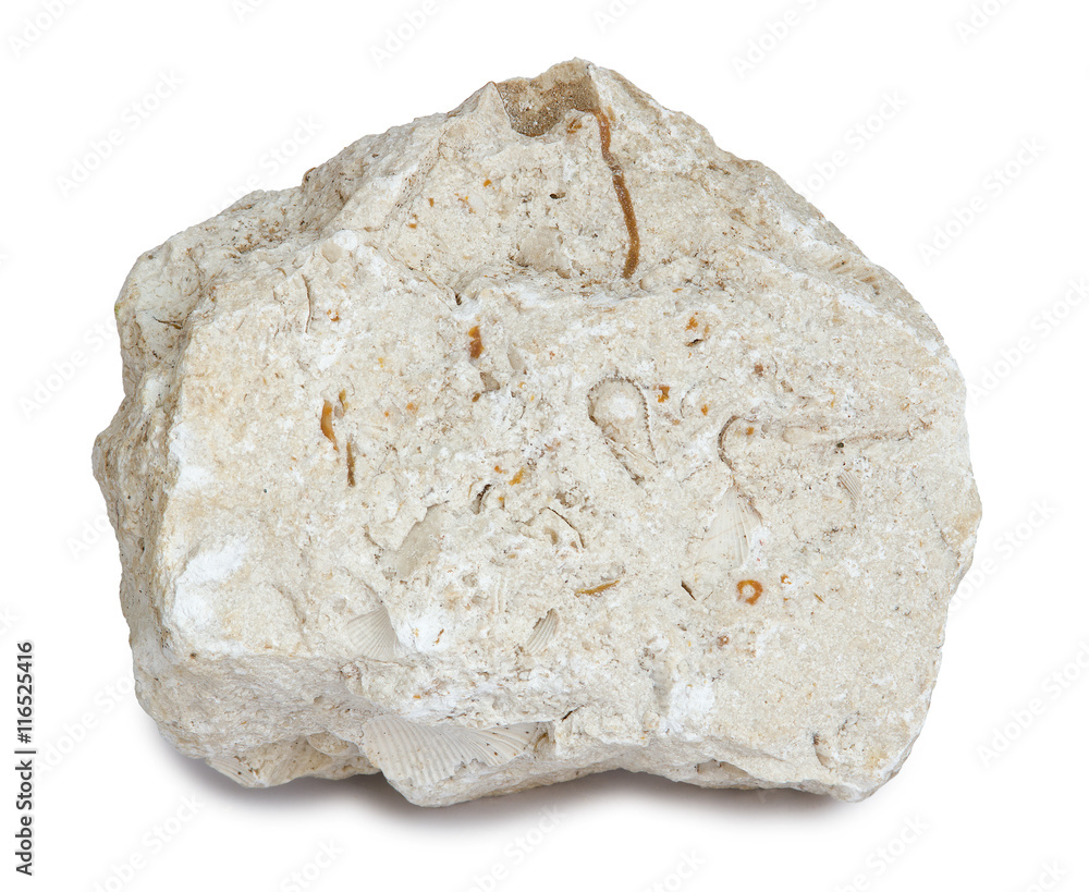 Limestone with inclusions of sea shells. Limestone is a sedimentary ...