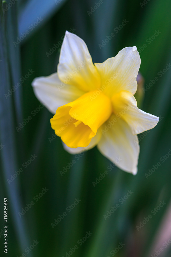 Fototapeta premium 水仙の花