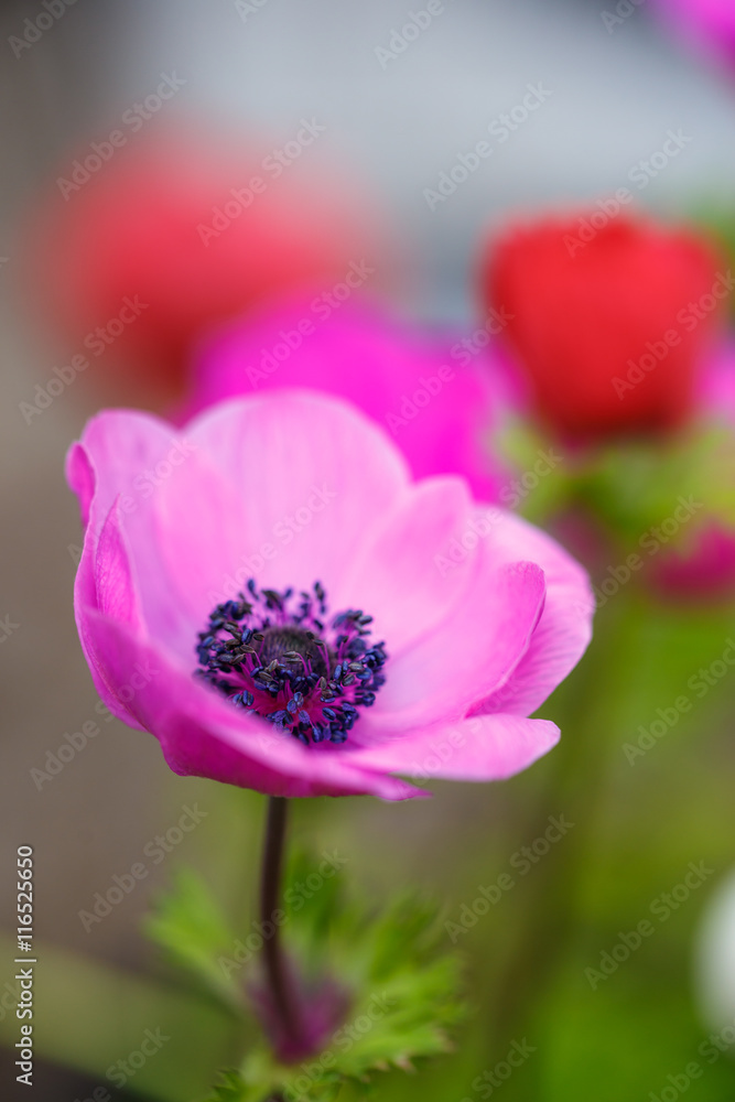 アネモネの花