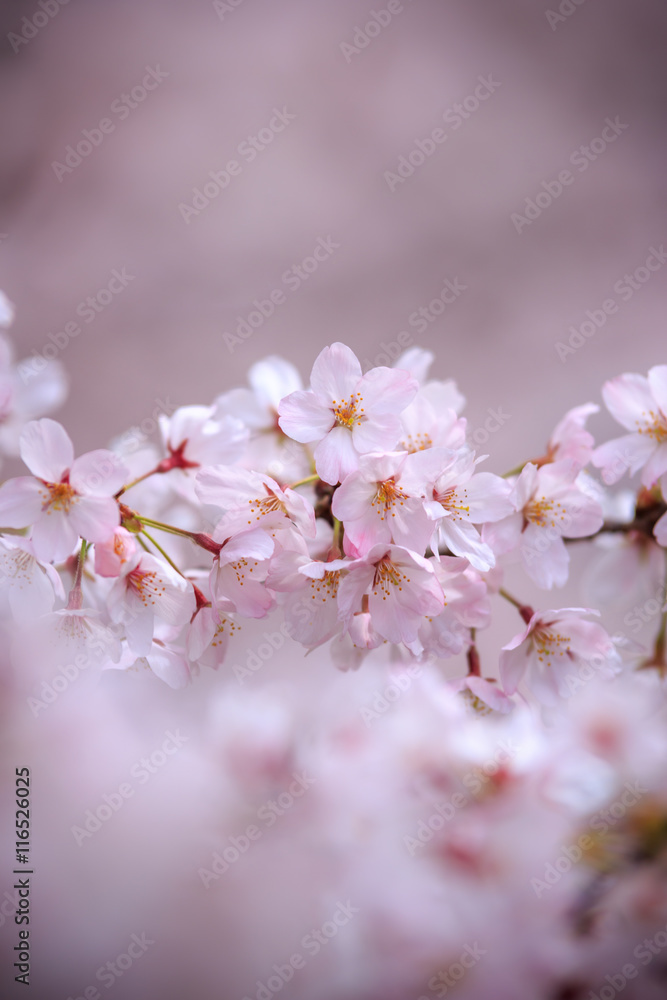 桜の花