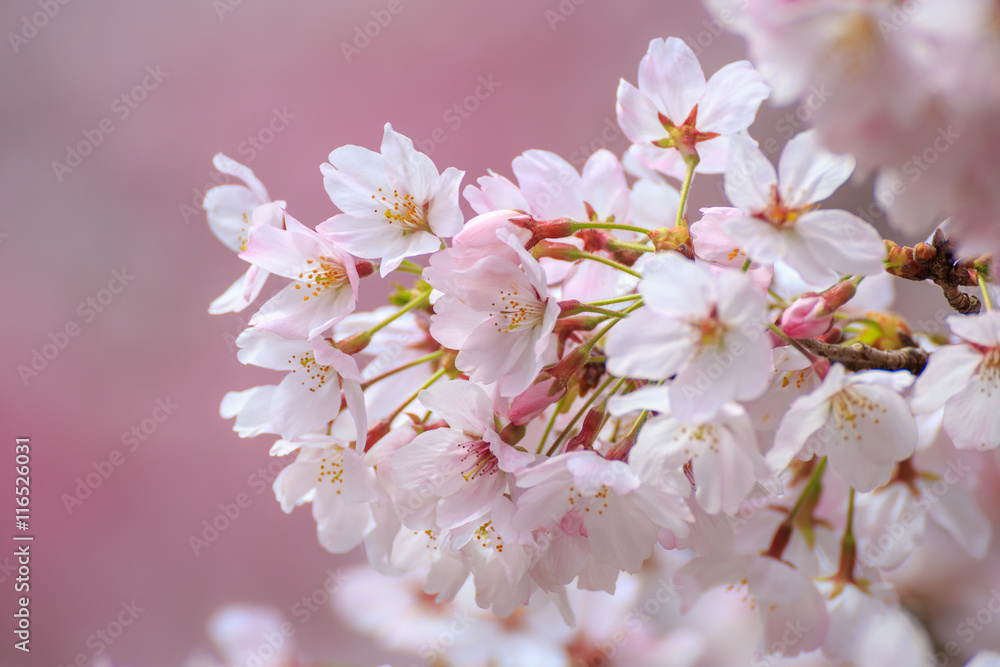 桜の花