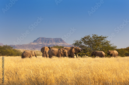 Herd of Elephants in Sossusvlei, Namibia