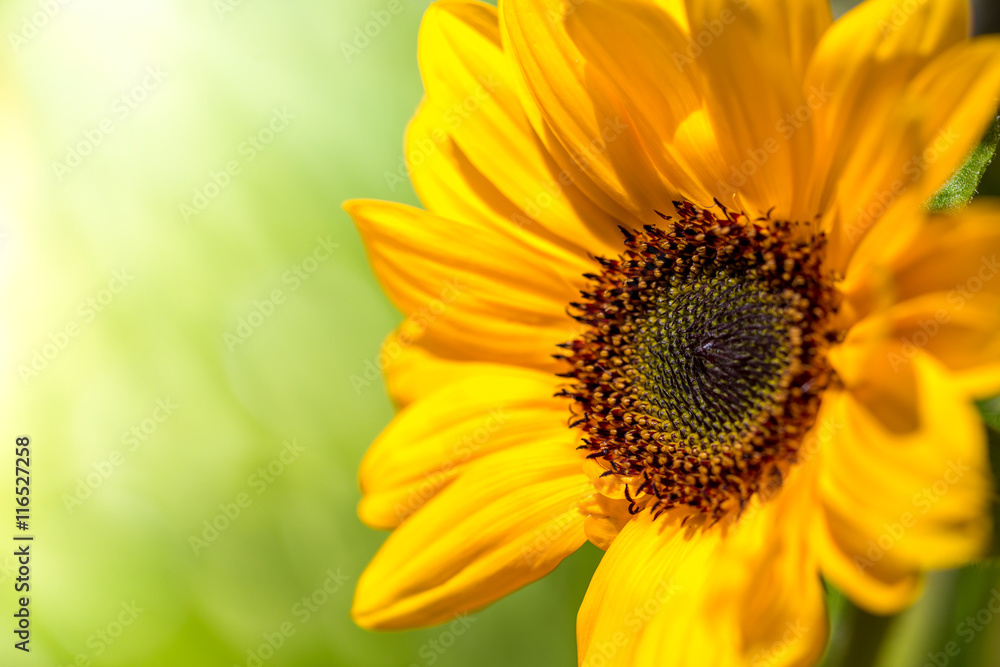 ヒマワリの花 ヒマワリの花