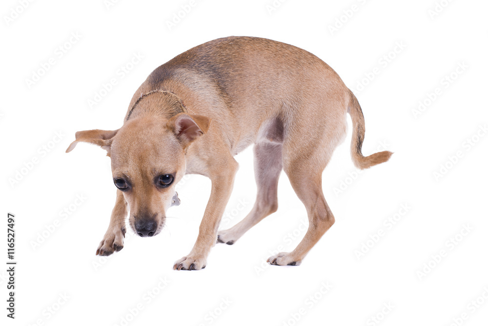 Small Dog isolated