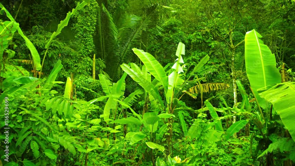 Video 3840x2160 UHD - Thickets of palms, bananas and other herbs in the tropical forest of Thailand Video 3840x2160 UHD - Thickets of palms, bananas and other herbs in the tropical forest of Thailand