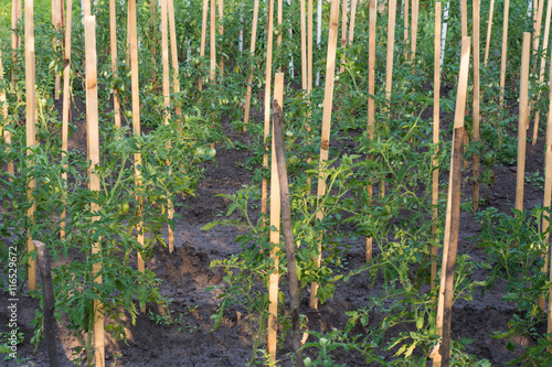 Billede på lærred Potato plants cultivated on harden