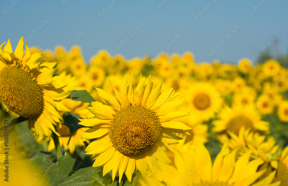 Fototapeta premium Sunflowers field under clear sky. Bright helianthus