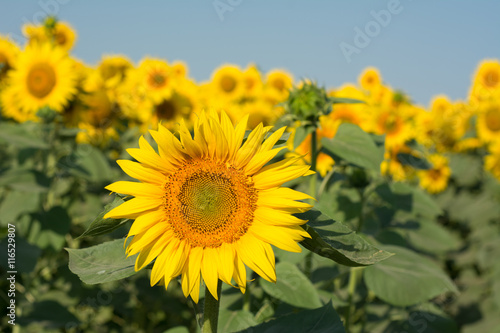 Fototapeta Naklejka Na Ścianę i Meble -  Sunflowers field under clear sky. Bright helianthus
