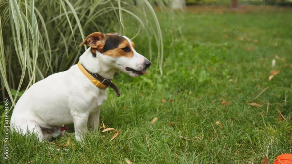 Small dog breeds Jack Russell Terrier sitting on a green grass with his tongue hanging out on a summer day Small dog breeds Jack Russell Terrier sitting on a green grass with his tongue hanging out on a summer day