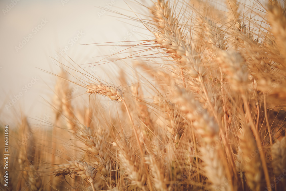 Fototapeta premium Organic wheat