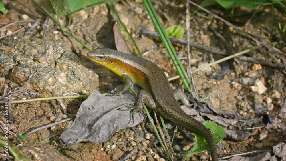 Video 3840x2160 UHD - Large lizard on ground - Skink. Thailand, Phuket island Video 3840x2160 UHD - Large lizard on ground - Skink. Thailand, Phuket island