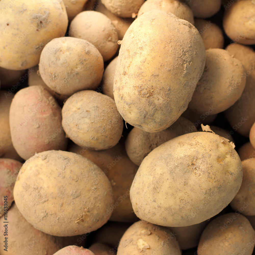 harvest fresh vegetables/ small and large new potatoes gathered together recent is 