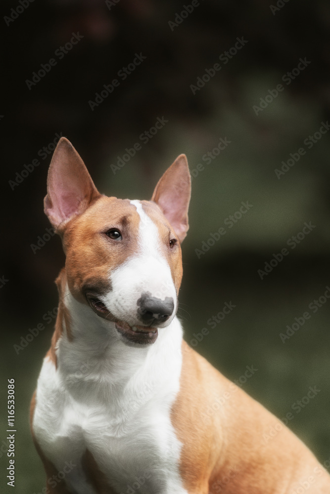 English bull terrier. Thoroughbred dog.