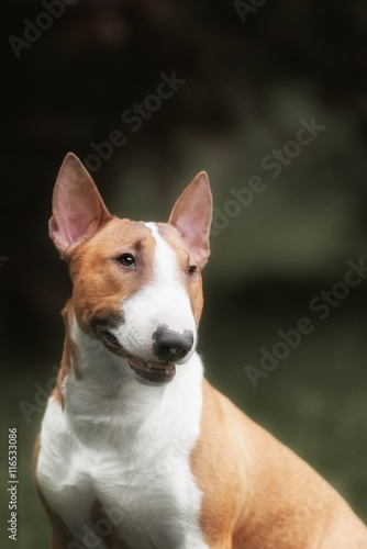 Fotografia English bull terrier. Thoroughbred dog.