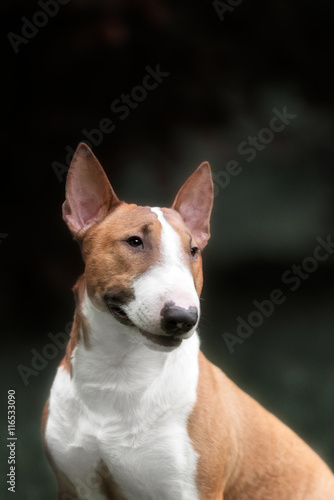 English bull terrier. Thoroughbred dog. © brusnikaphoto