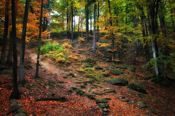 Autumn Forest Scenery