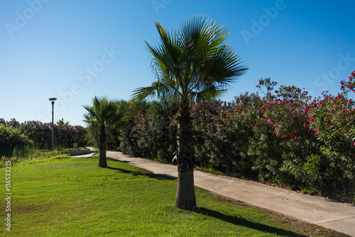 Walkway with bushes and palm trees near the grass field under the blue sky © zlatamarka