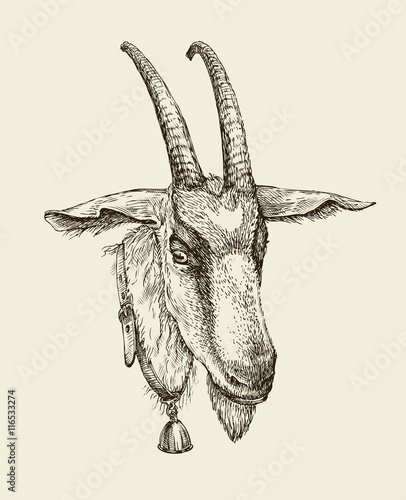 Hand drawn goat. Sketch a farm animal. Vector illustration