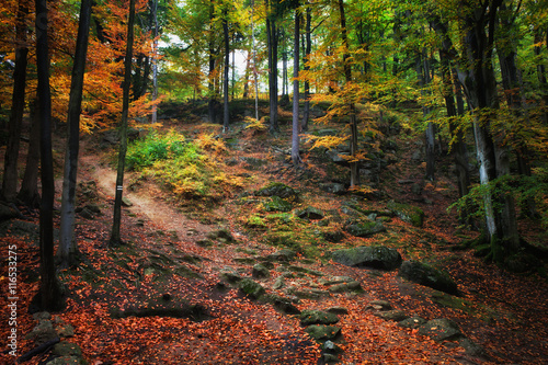 Autumn Forest Scenery