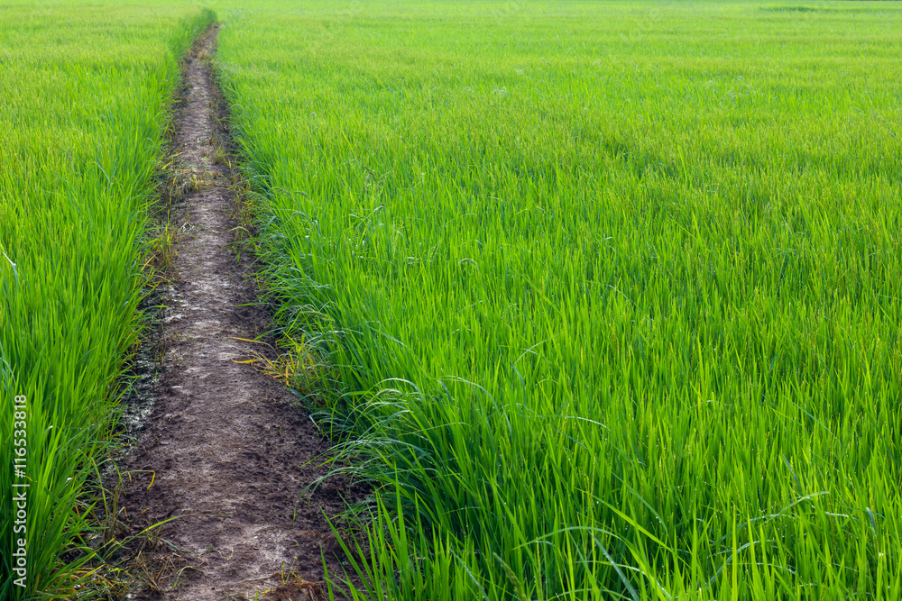 .Background with green paddy soil. .Background with green paddy soil.
