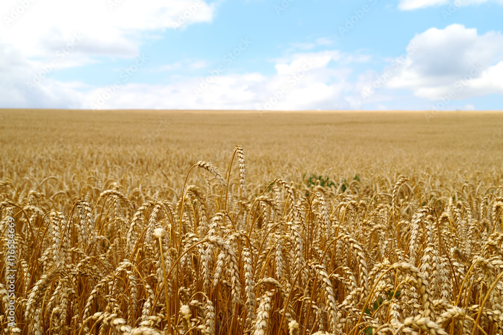 Naklejka premium Field of ripe wheat before harves