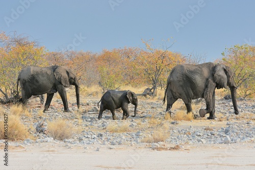 afrikanische Elefanten  Loxodonta africana  im Etosha Nationalpark