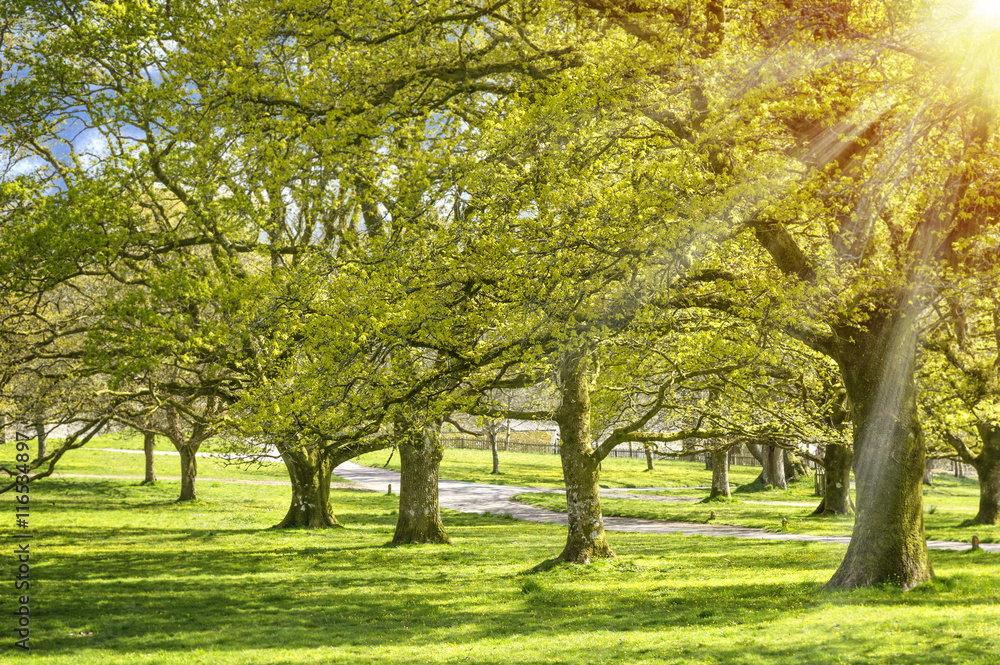 Fototapeta premium Sunlight in Spring