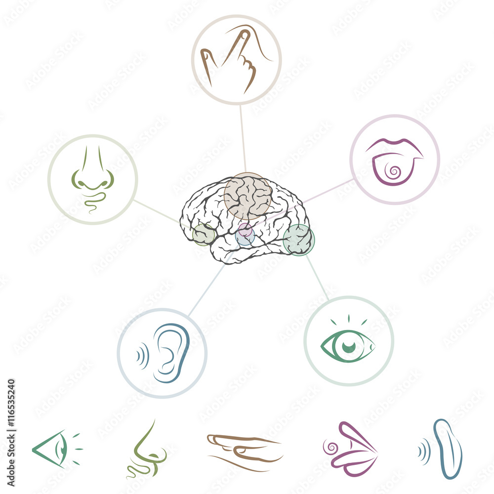 Five senses located in brain Five senses located in brain
