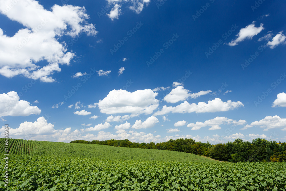 Field with young green sunflowers Field with young green sunflowers