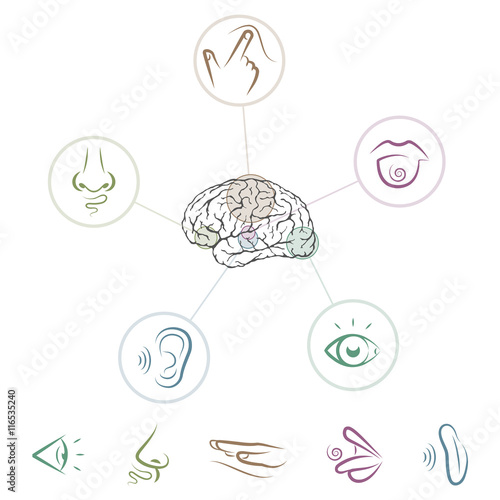 Five senses located in brain photo