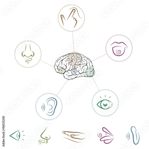 Five senses located in brain