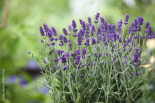 Fototapeta Naklejka Na Ścianę i Meble -  Lavendel Rosen Garten