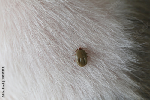 Big Ticks on a dog.