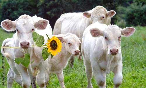 Alles Liebe: Kuh schenkt Blume :) © doris oberfrank-list