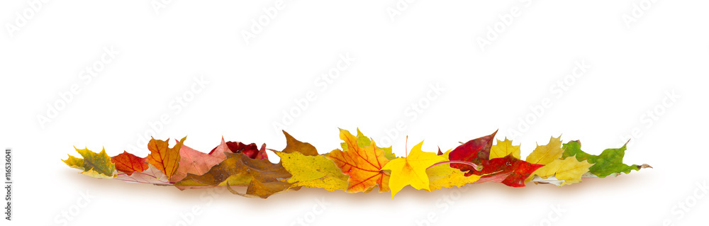 Colorful autumn maple leaves lying on white background. Colorful autumn maple leaves lying on white background.