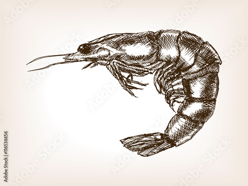 Shrimp hand drawn sketch style vector